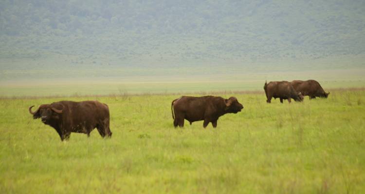 Safari de 3 jours dans le Serengeti et le cratère du Ngorongoro avec les Big Five - 5 - Kilimeru Safaris 7