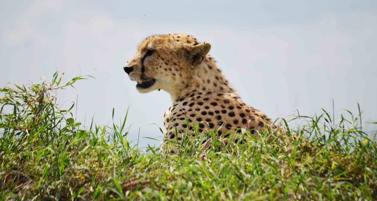 Safari de 3 jours dans le Serengeti et le cratère du Ngorongoro avec les Big Five - 5 - Kilimeru Safaris 8