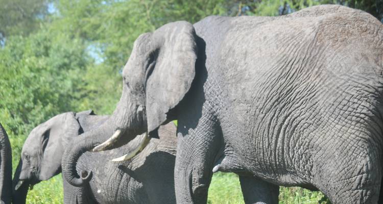 Safari de 3 jours dans le Serengeti et le cratère du Ngorongoro avec les Big Five - 5 - Kilimeru Safaris 9