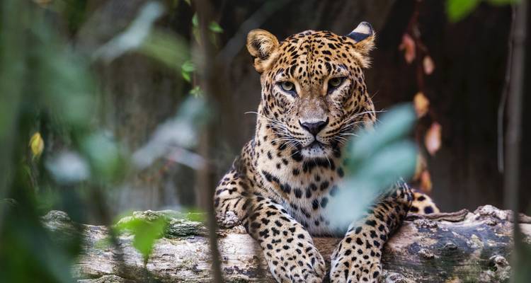 Colonial Tour Sri Lanka (Free Upgrade Private tour for two paying clients or more) - Acme Travels Sri Lanka  1