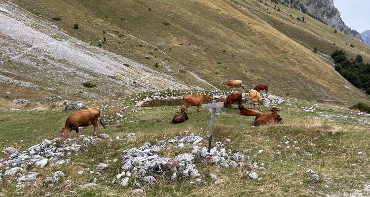 Des vaches qui paissent dans un pâturage de montagne.