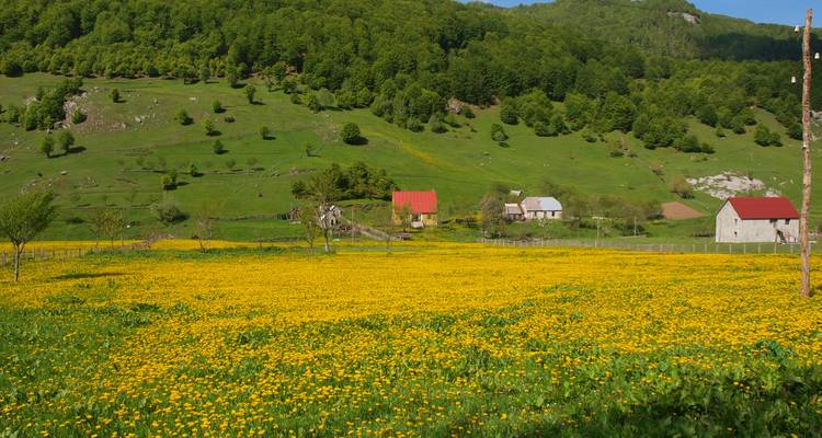 Vallée verdoyante luxuriante avec de petites chaumières et des fleurs jaunes.
