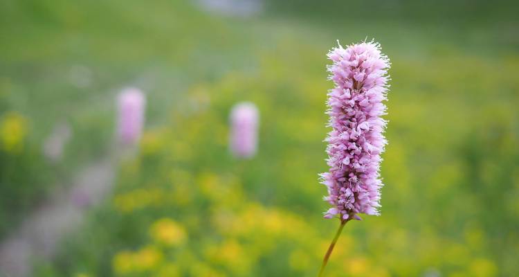 Gros plan d'une fleur sauvage rose.