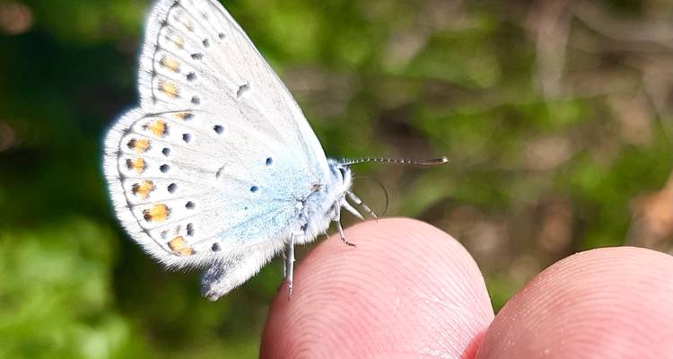 Gros plan d'un papillon sur le doigt d'une personne.