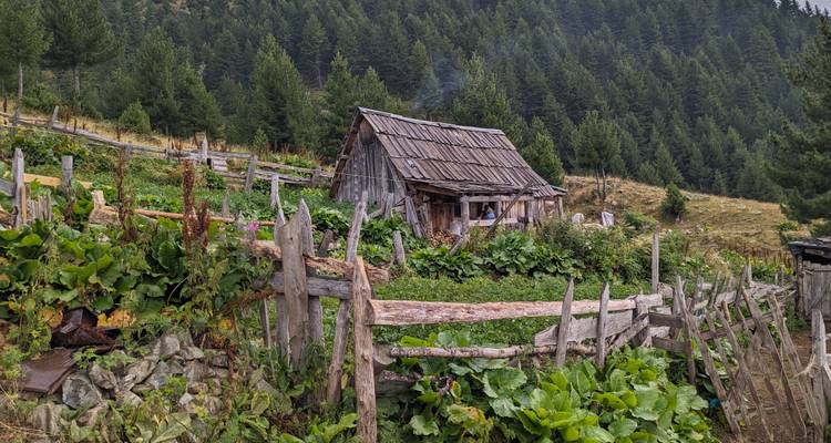 Cabane en bois rustique au milieu de la verdure avec des montagnes en arrière-plan.