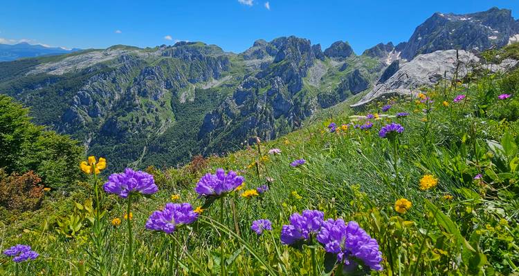 Bunte Wildblumen im Vordergrund mit Bergen im Hintergrund.