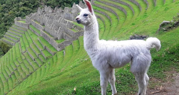 Trek du Salkantay au Machu Picchu 8 jours/7nuits - Alpaca Expeditions 4