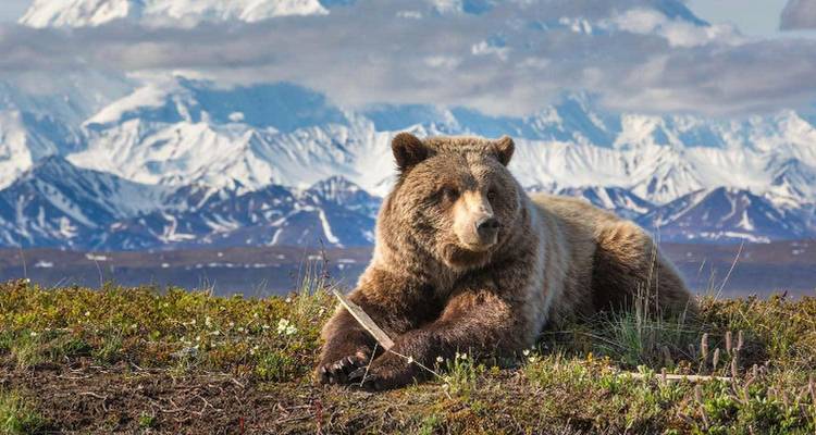 Grizzlybeer voor een bergachtige achtergrond.