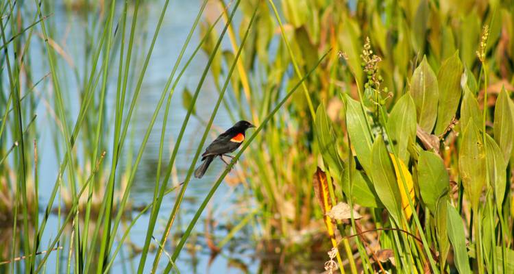 Humedales de Ibera y Observación de Aves - People Travel and Experience 1