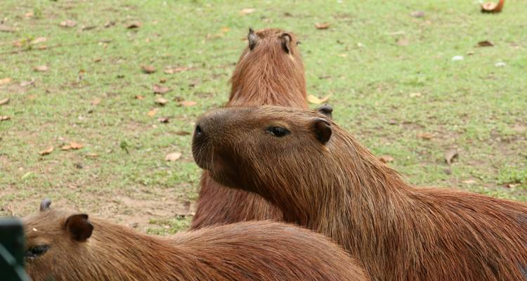 Humedales de Ibera y Observación de Aves - People Travel and Experience 2