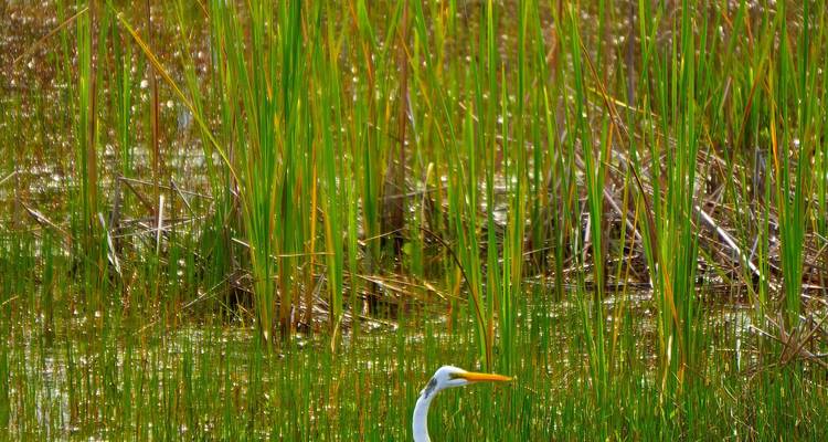 Humedales de Ibera y Observación de Aves - People Travel and Experience 7