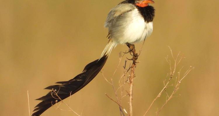 Humedales de Ibera y Observación de Aves - People Travel and Experience 9