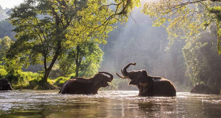 Olifanten die spelen in een rivier omringd door jungle.