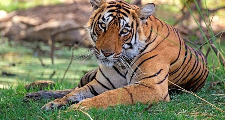 Safari al Tigre - Triángulo de Oro con Ranthambore - Tour Trips India Holidays 8