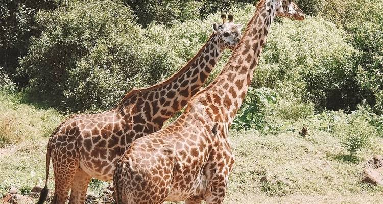 Circuito de día completo al Parque Nacional de Tarangire - Serengeti African Tours 1