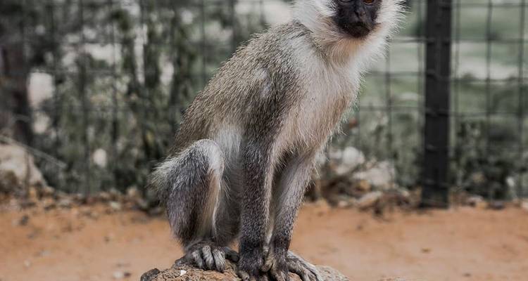 Circuito de día completo al Parque Nacional de Tarangire - Serengeti African Tours 3
