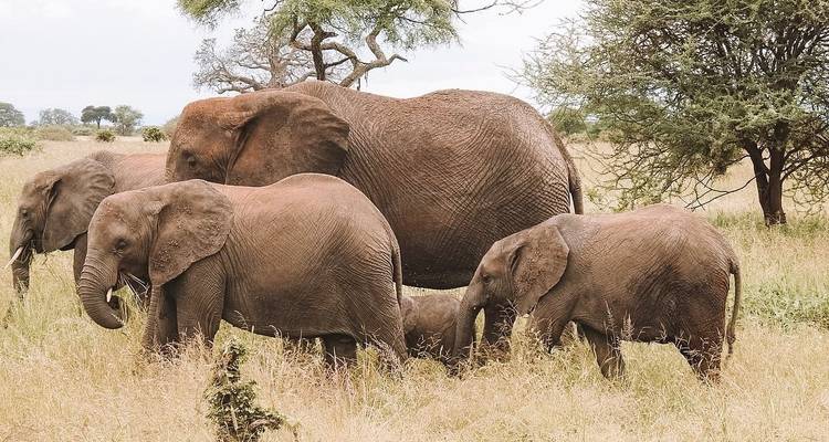 Ngorongoro day trip - Serengeti African Tours 2