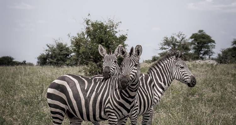 Ngorongoro day trip - Serengeti African Tours 3