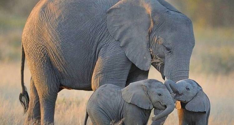 Ngorongoro day trip - Serengeti African Tours 6
