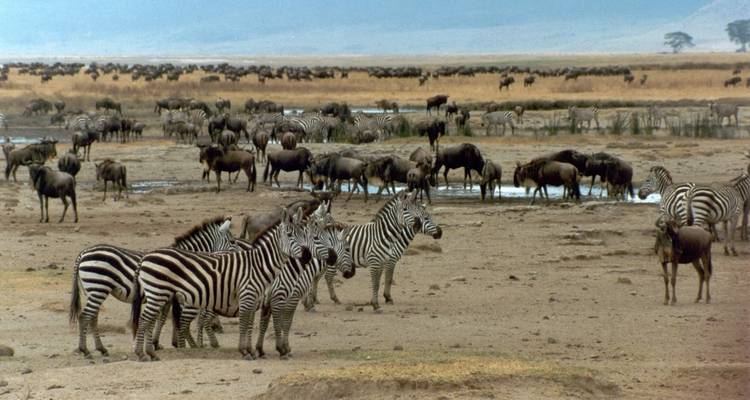 Ngorongoro day trip - Serengeti African Tours 8