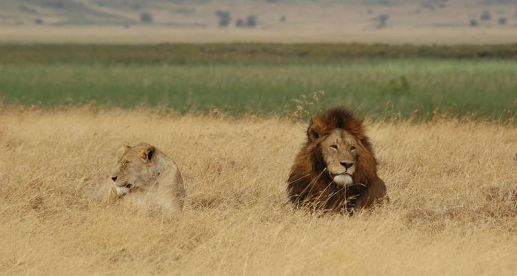Ngorongoro day trip - Serengeti African Tours 9