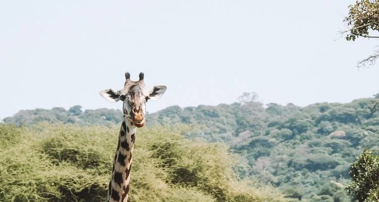 Circuito de día completo al Parque Nacional de Arusha con almuerzo picnic - Serengeti African Tours 1
