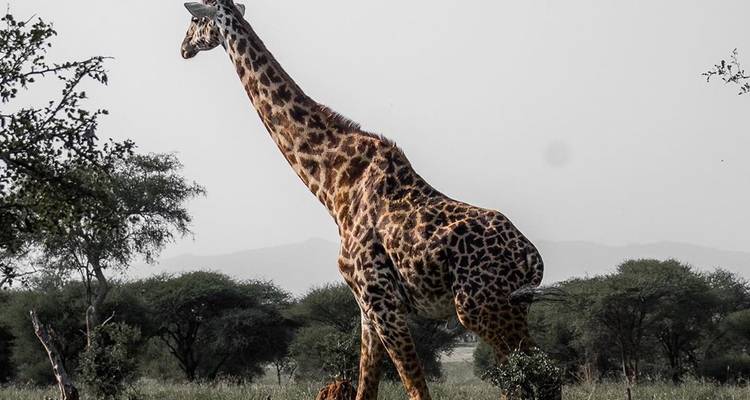 Circuito de día completo al Parque Nacional de Arusha con almuerzo picnic - Serengeti African Tours 4