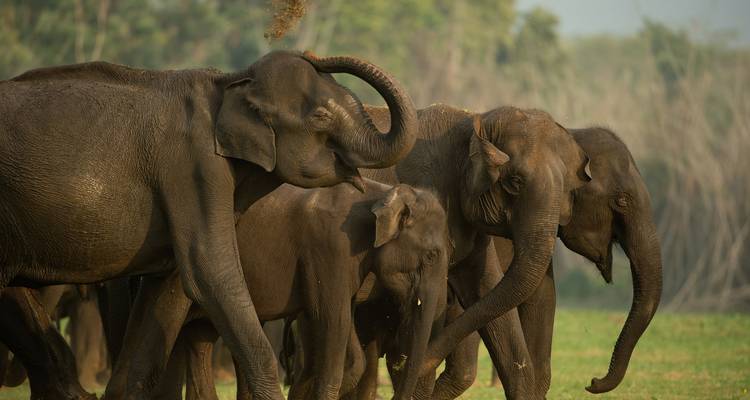Een kudde olifanten die spelen in een grazig veld.
