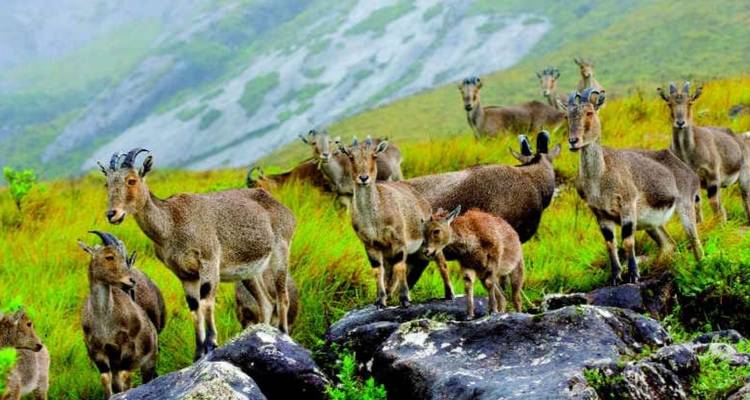 Een groep wilde geiten op een rotsachtige heuvel.