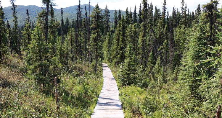 Sentier en bois à travers une forêt luxuriante.