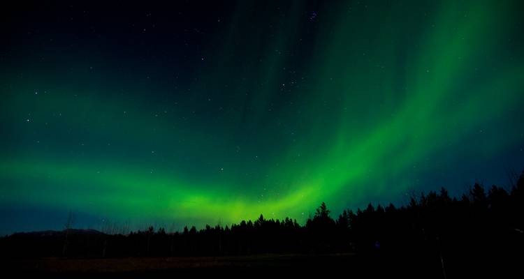 Aurores boréales illuminant le ciel nocturne au-dessus des arbres.