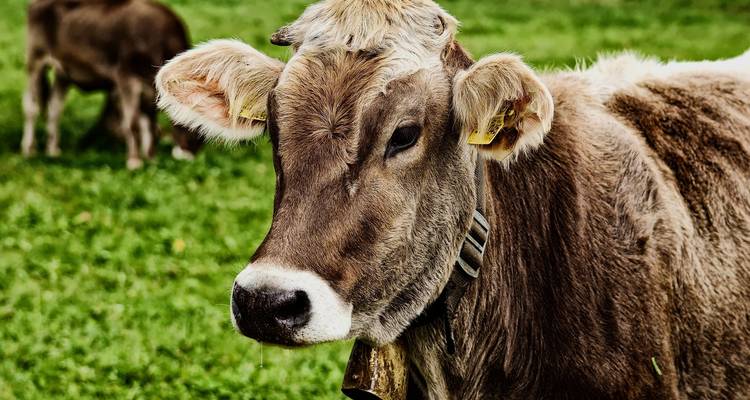 Gros plan d'une vache dans un pâturage vert.
