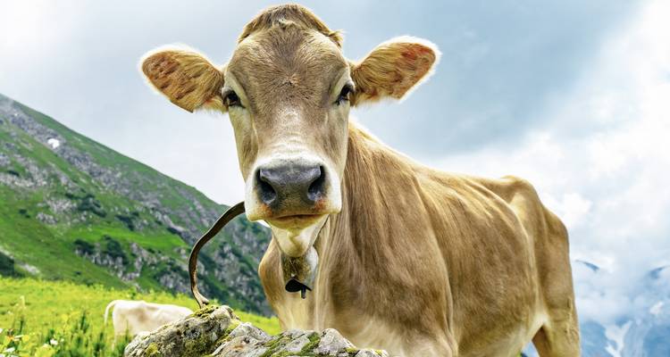 A cow in a mountainous landscape with green hills and cloudy sky.