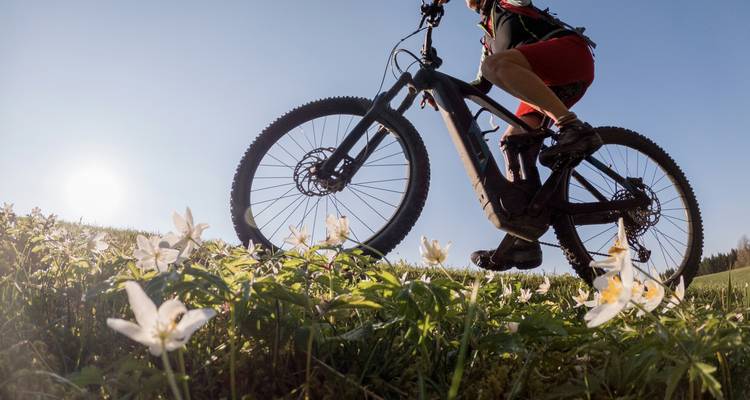 Cyclist riding on a trail with blooming flowers.