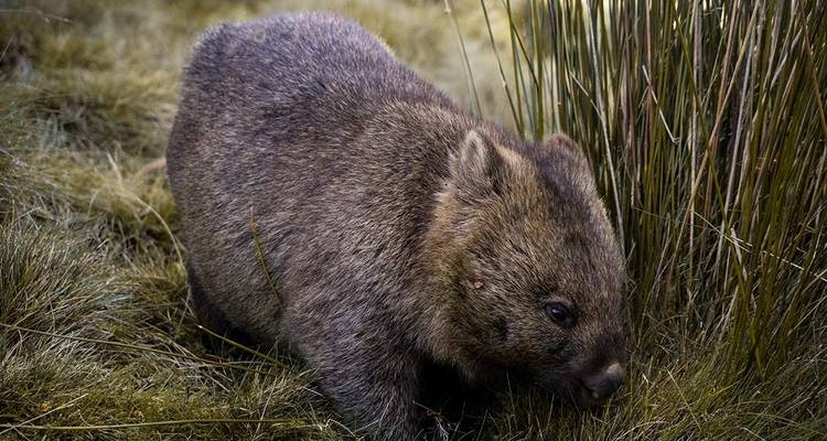 Exploration de la Tarkine et du Cradle Mountain en Tasmanie - Intrepid Travel 5