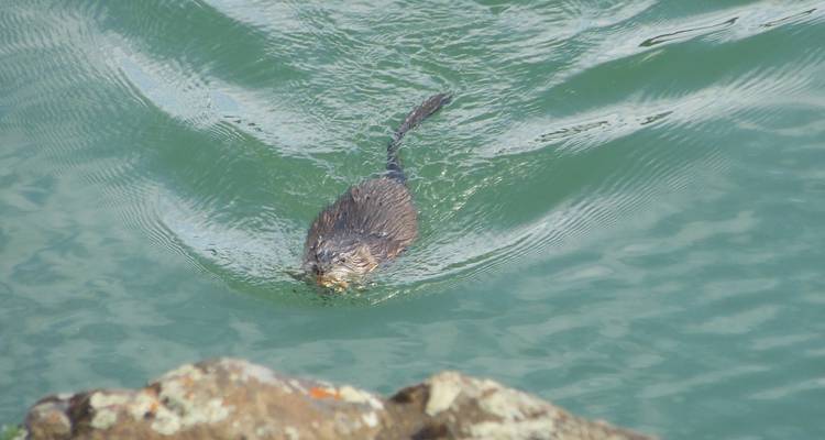 Castor nageant dans l'eau avec une pierre au premier plan.