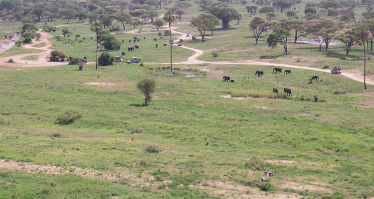 Vue panoramique d'une plaine herbeuse avec des arbres épars et des véhicules de safari.