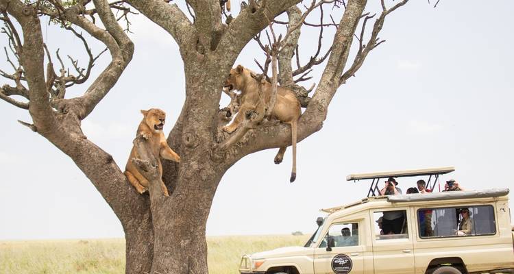 Des touristes de safari dans un véhicule observent des lions dans un arbre.