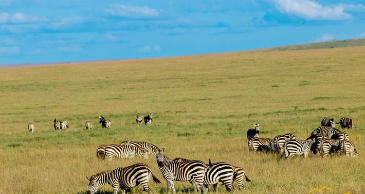 Groupe de zèbres broutant dans une vaste savane.