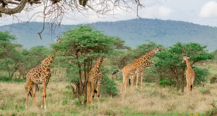Des girafes se nourrissant d'acacias dans la savane.