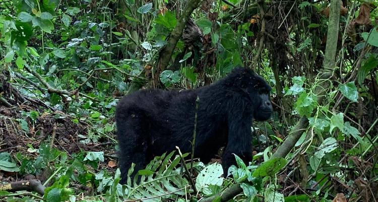 3 jours d'excursion en Ouganda à la rencontre des gorilles, safari à prix réduit via Entebbe - Bamboo Ecotours 3