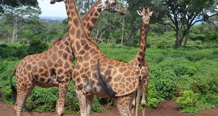 Een groep giraffen die in weelderig groen staat.