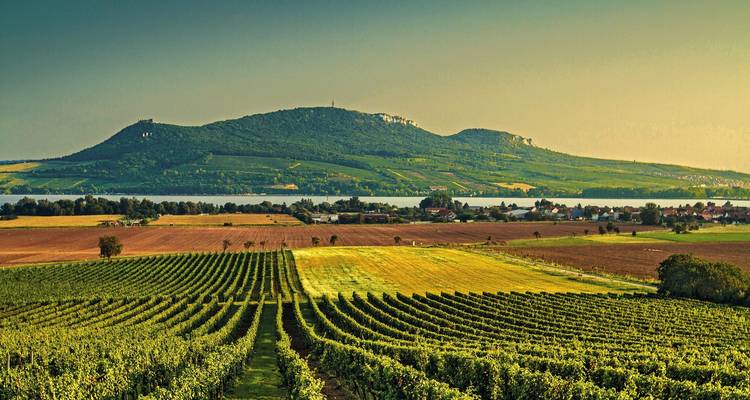 Des vignobles s'étendant vers des collines lointaines sous un ciel dégagé.