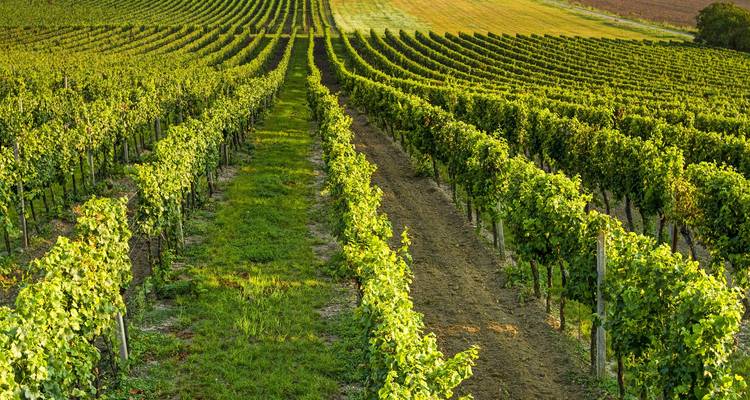 Gros plan de rangées de vignes luxuriantes sous un ciel bleu.