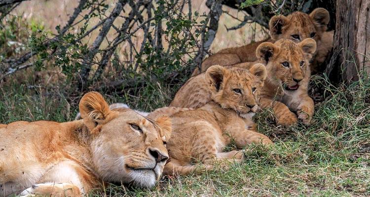 Premium Kenya et; Tanzanie (12 destinations) - Intrepid Premium 1