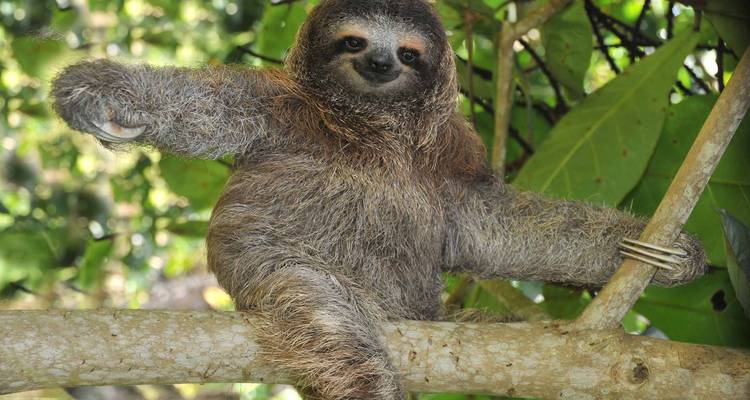 Paresseux à trois doigts se relaxant sur une branche d'arbre dans la forêt tropicale.