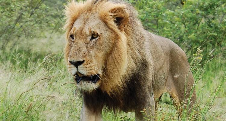 Premium Afrique du Sud - Intrepid Premium 6