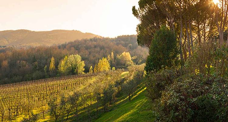 Premium Toscane - Intrepid Premium 10