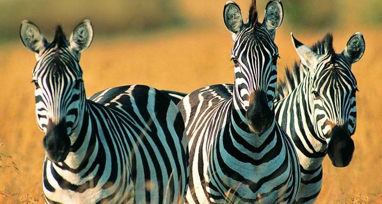 11 jours de safari en voiture en Ouganda pour découvrir la faune et la flore - Kawira Safaris Ltd 9