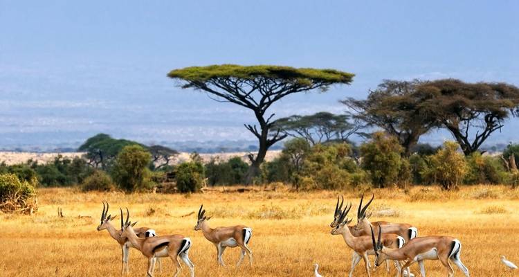 Rodea Uganda: paseos por la sabana, avistamiento de animales y circuitos a gorilas - Kawira Safaris Ltd 1